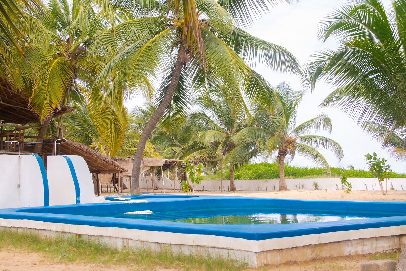 Piscine entourée de cocotiers
